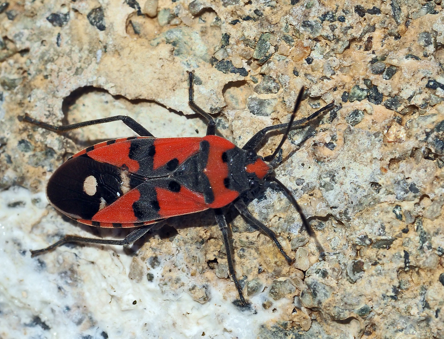 Ritterlich hübsch - eine Ritterwanze (Lygaeus equestris)! *