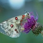 Ritterliche Schönheit (Parnassius apollo) - L'Apollon rouge!