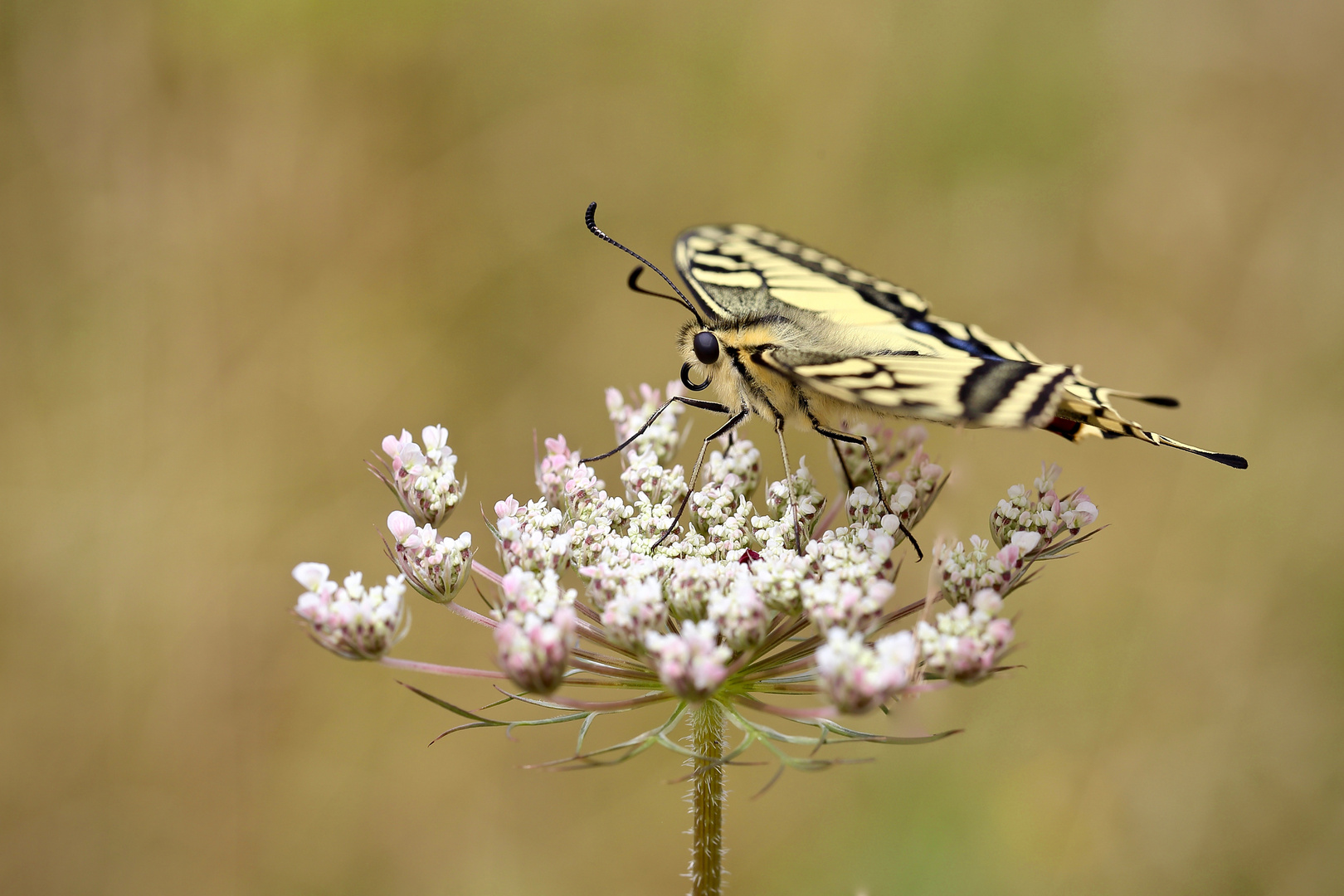  Ritterlicher Wiesenbesucher...