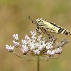  Ritterlicher Wiesenbesucher...