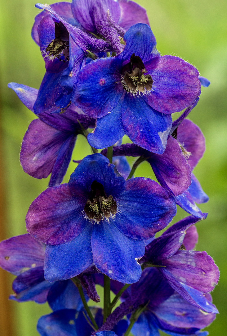 Rittersporn Foto & Bild pflanzen, pilze & flechten, blüten