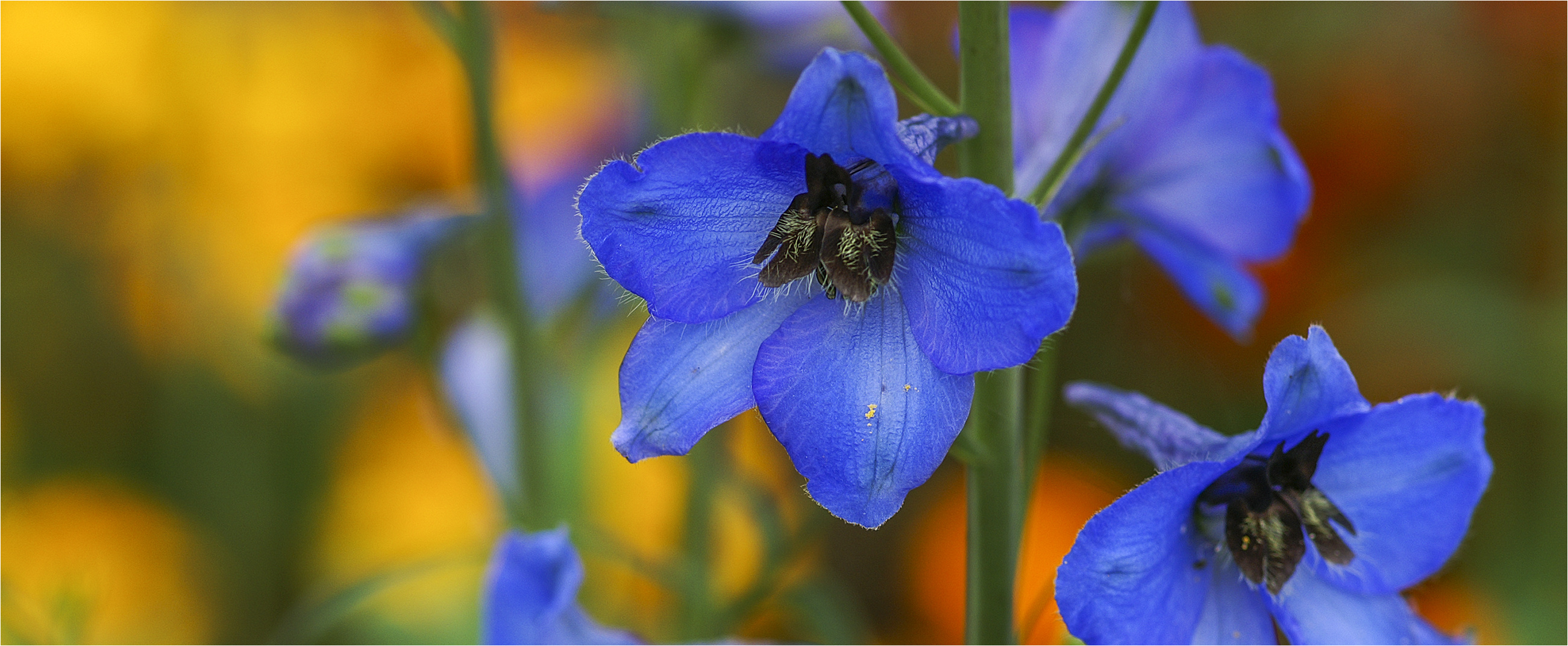 ... Rittersporn aus meinem Garten ...