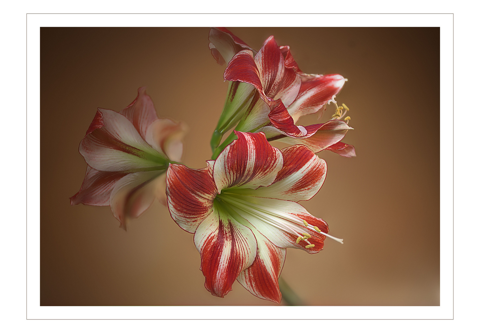 Rittersporn bzw Amaryllis