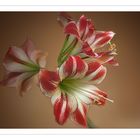 Rittersporn bzw Amaryllis