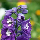 Rittersporn (Delphinium)