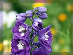 Rittersporn (Delphinium)