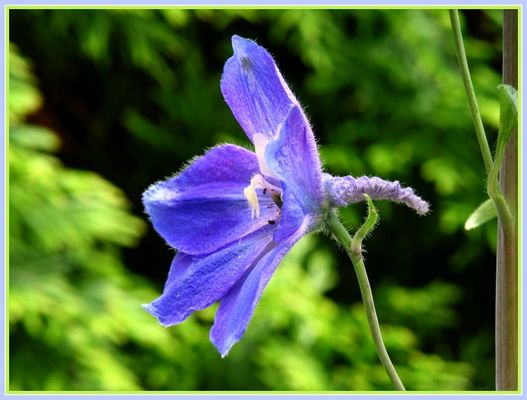 Rittersporn Delphinium  elatum