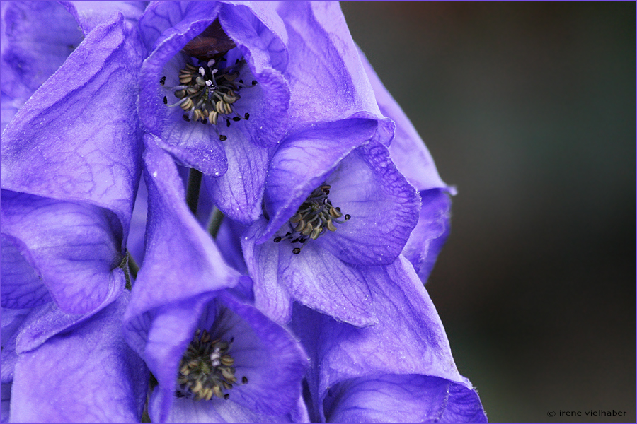 --- Rittersporn in blau ---