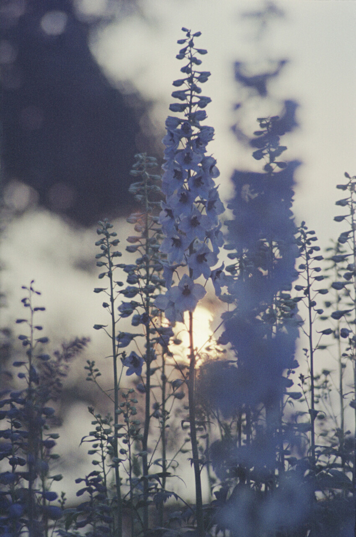 Rittersporn in der Abendsonne