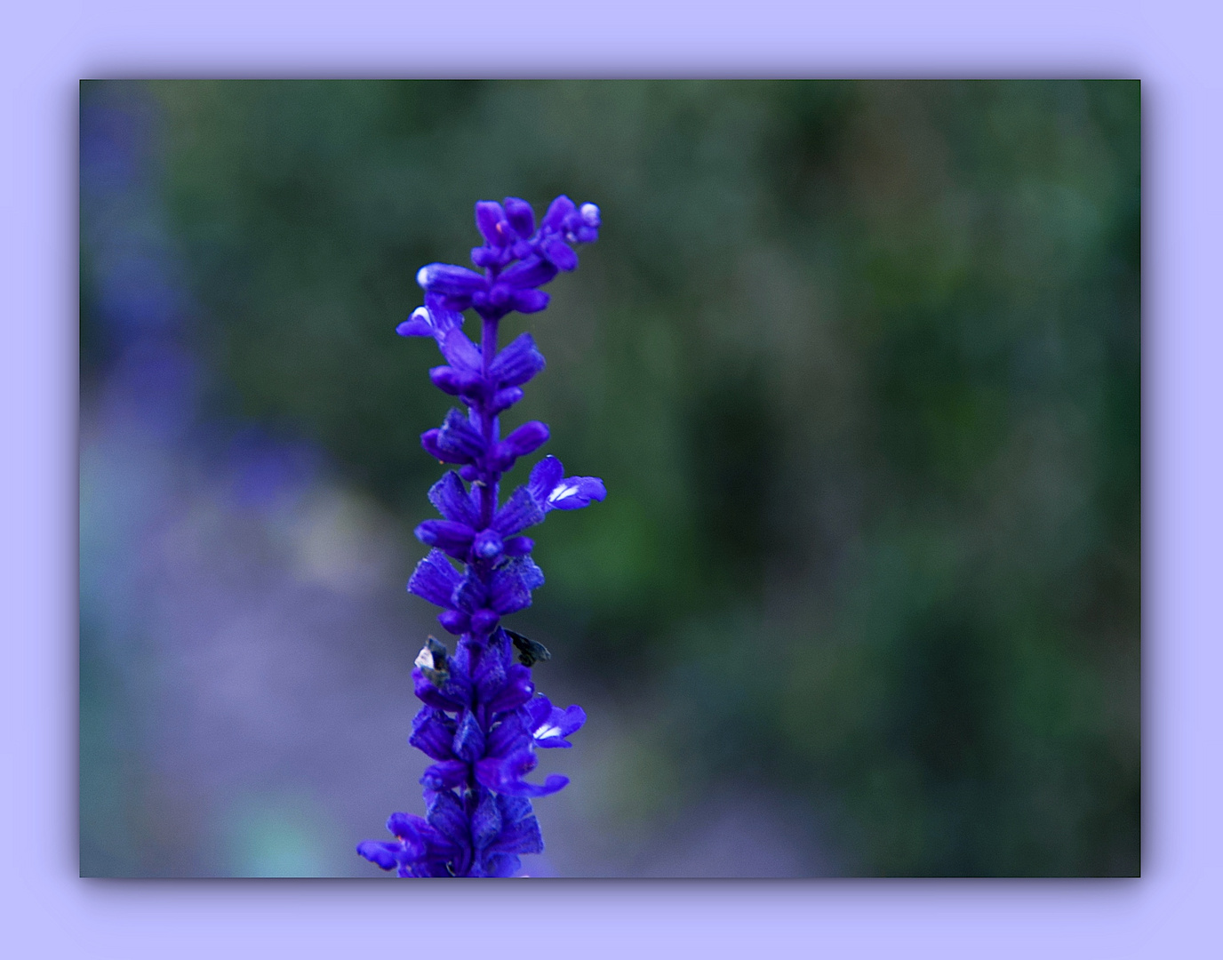 Rittersporn in kräftigem BLAU