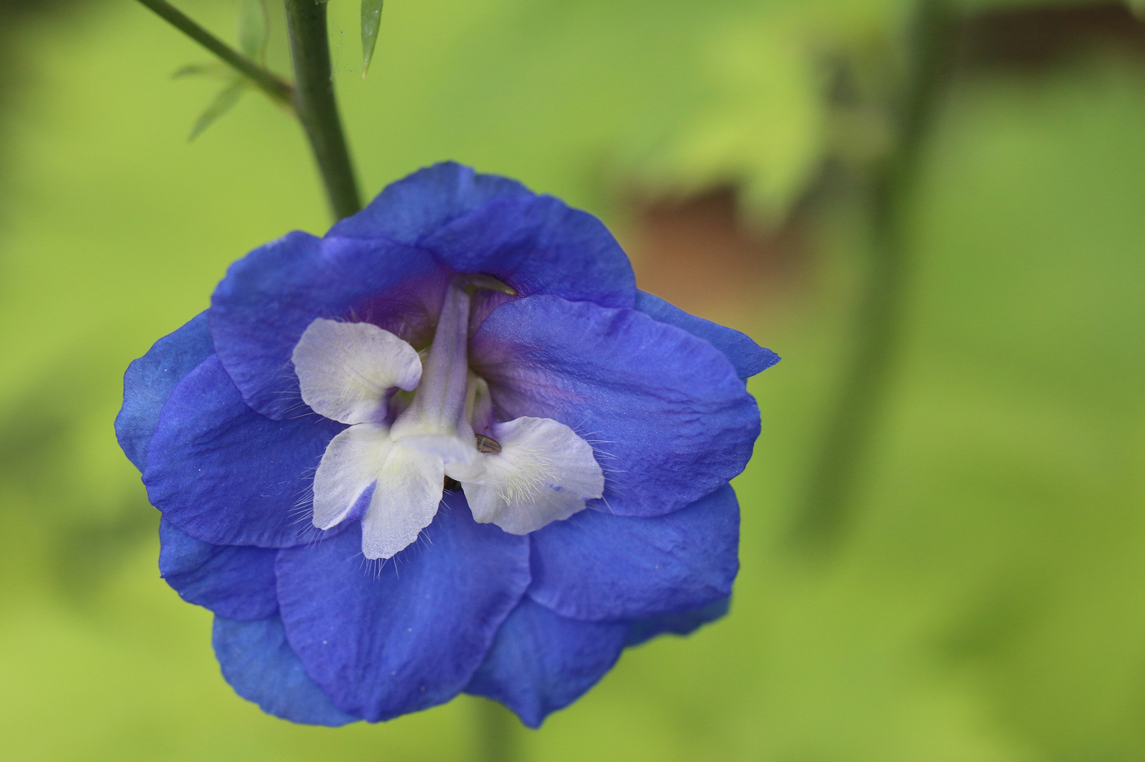 Ritterspornblüte