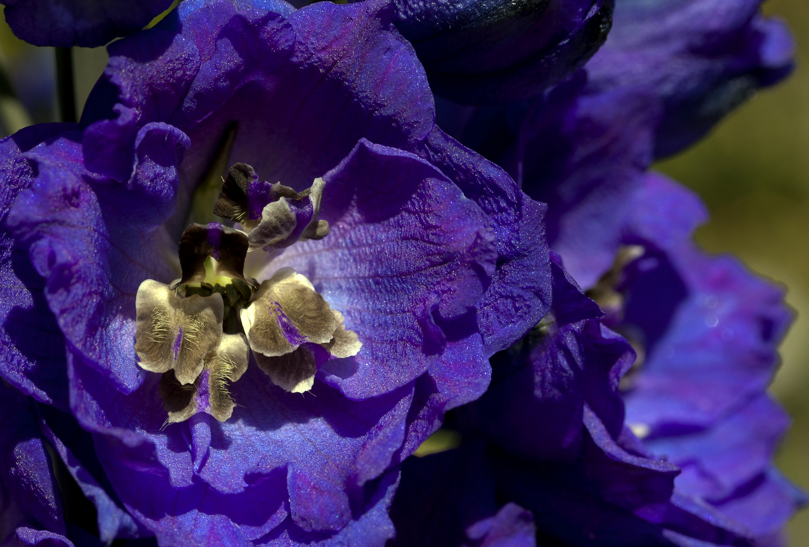 Rittersporne (Delphinium)