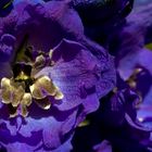 Rittersporne (Delphinium)