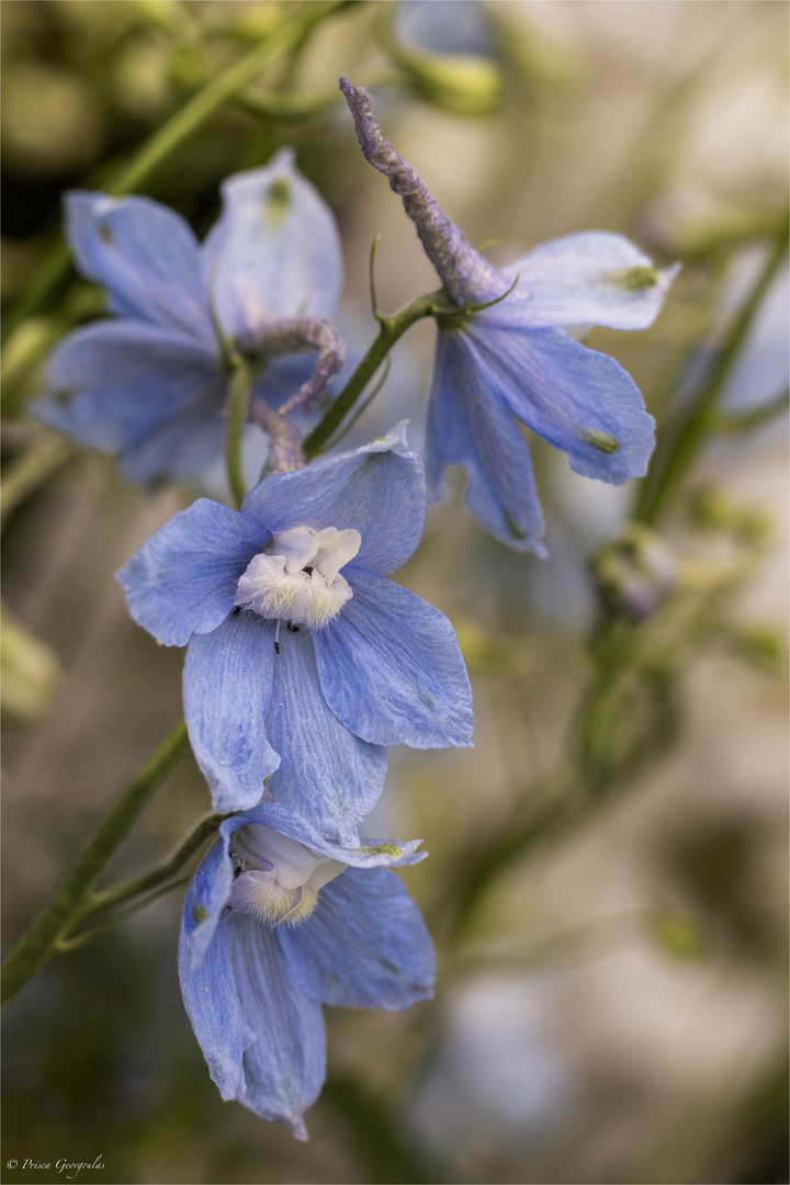 Rittersporne - Delphinium Elatum-Hybride 'Gletscherwasser'