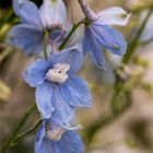 Rittersporne - Delphinium Elatum-Hybride 'Gletscherwasser'