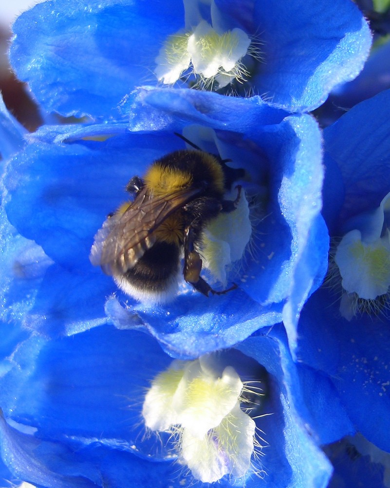 Rittersporrn mit Hummel