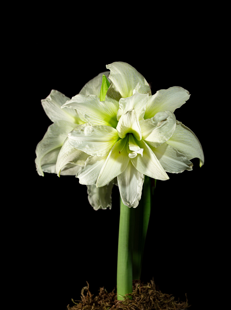 Rittersren ( Hippeastrum )