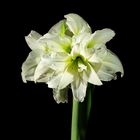 Rittersren ( Hippeastrum )