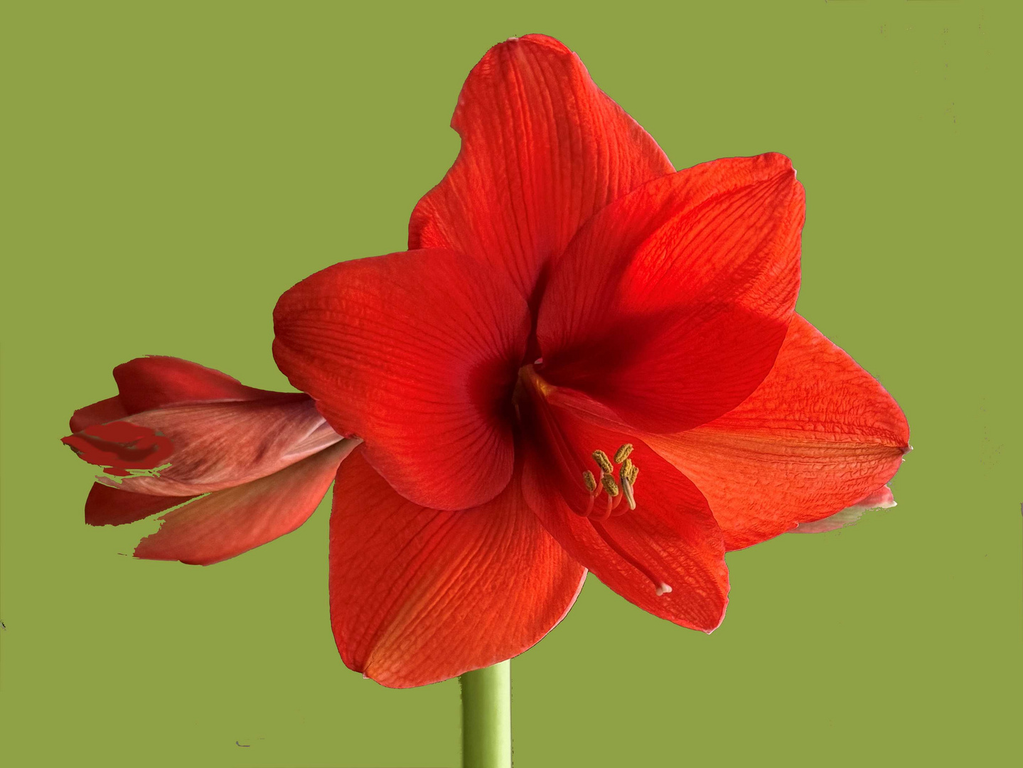 Ritterstern Amaryllis