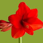 Ritterstern Amaryllis