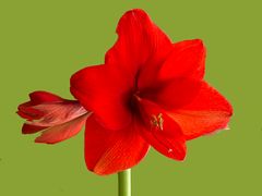 Ritterstern Amaryllis