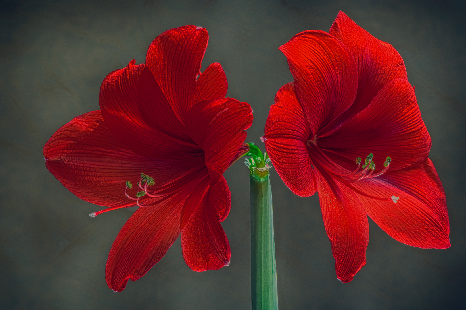 Ritterstern (Amaryllis)