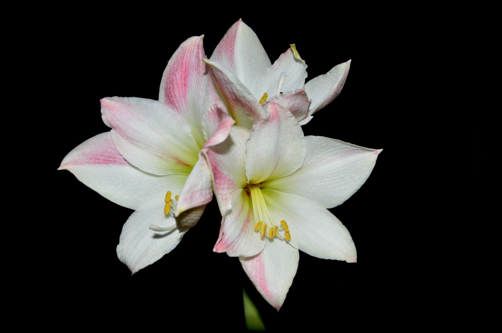 Ritterstern, Amaryllis - Hippeastrum (Amaryllidaceae)