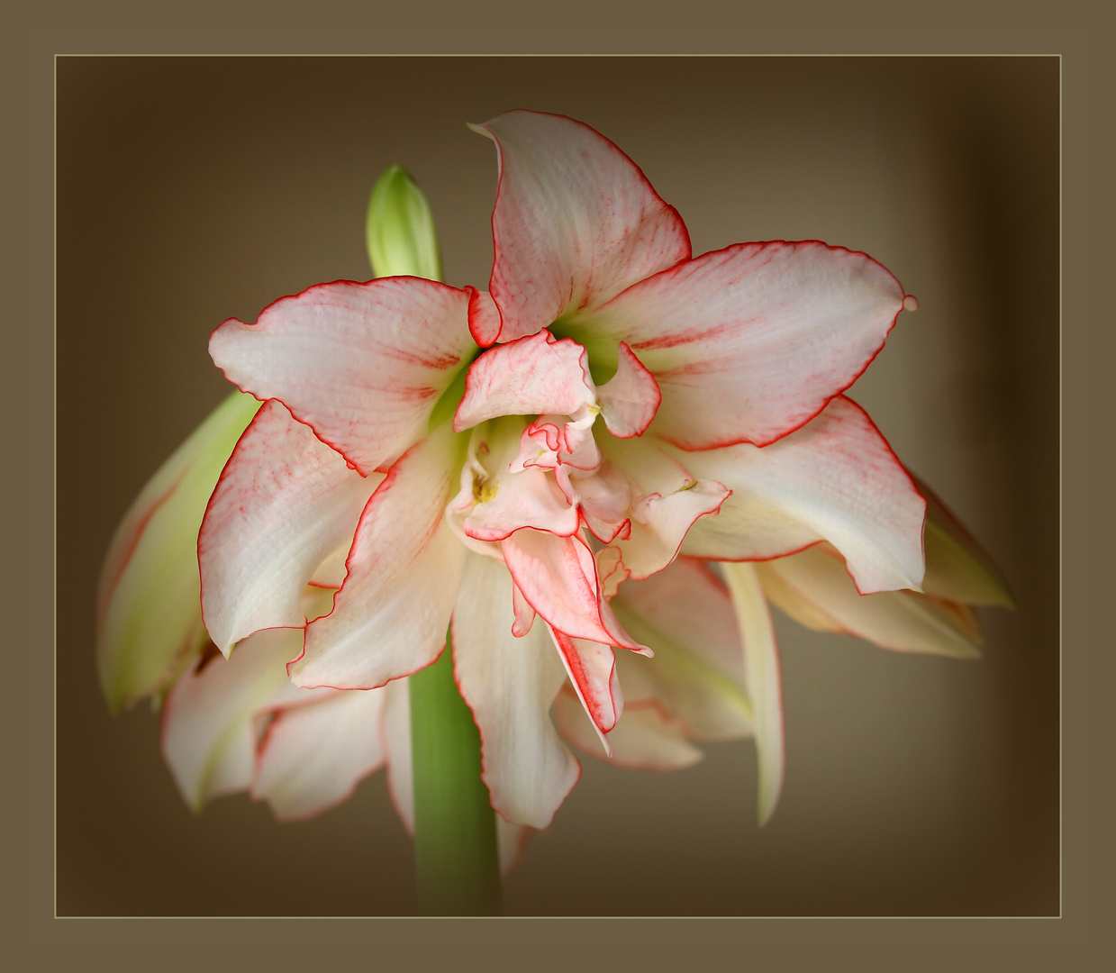 Ritterstern "Double Pink".