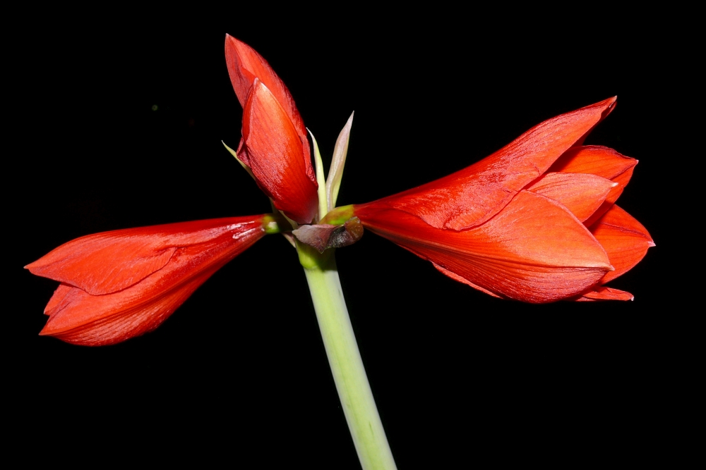 Ritterstern (Hippeastrum) 2.0