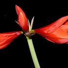 Ritterstern (Hippeastrum) 2.0