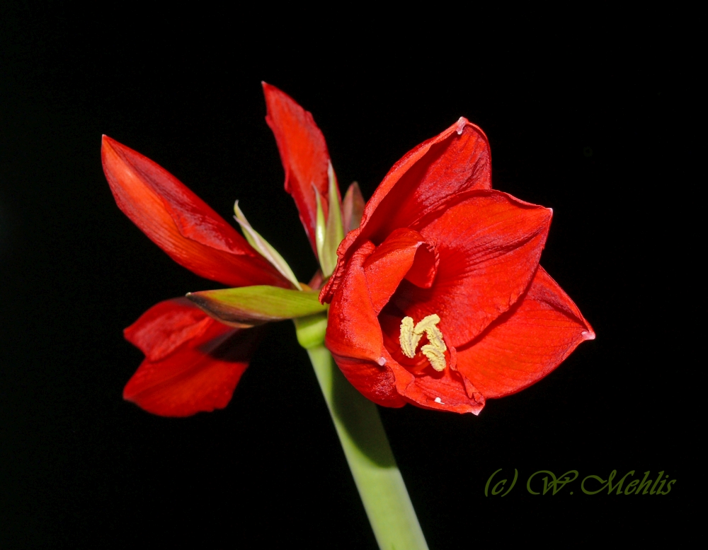 Ritterstern (Hippeastrum) 2.1