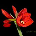 Ritterstern (Hippeastrum) 2.1