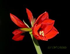 Ritterstern (Hippeastrum) 2.1