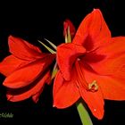 Ritterstern (Hippeastrum) 3.0