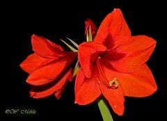 Ritterstern (Hippeastrum) 3.0