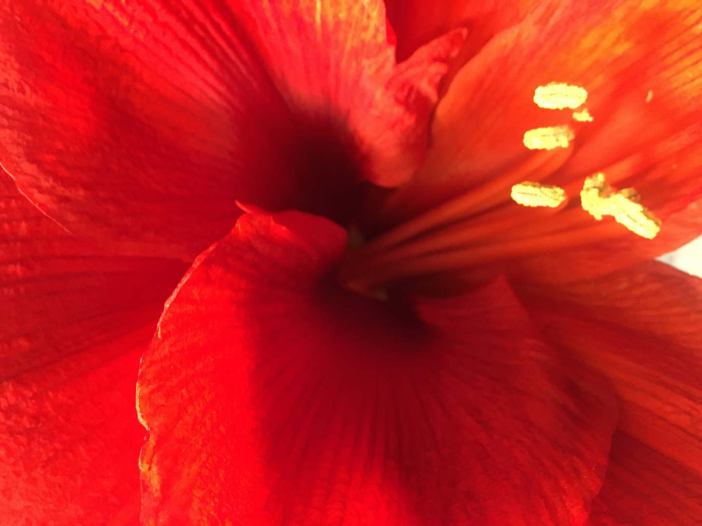 Ritterstern ( Hippeastrum)