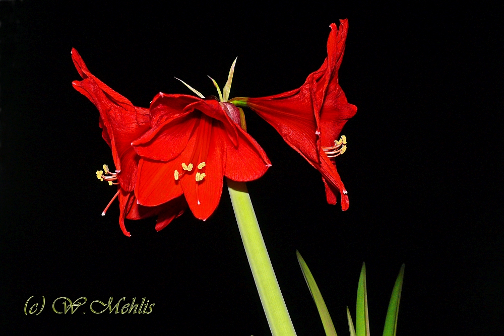 Ritterstern (Hippeastrum) 4.0