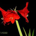 Ritterstern (Hippeastrum) 4.0