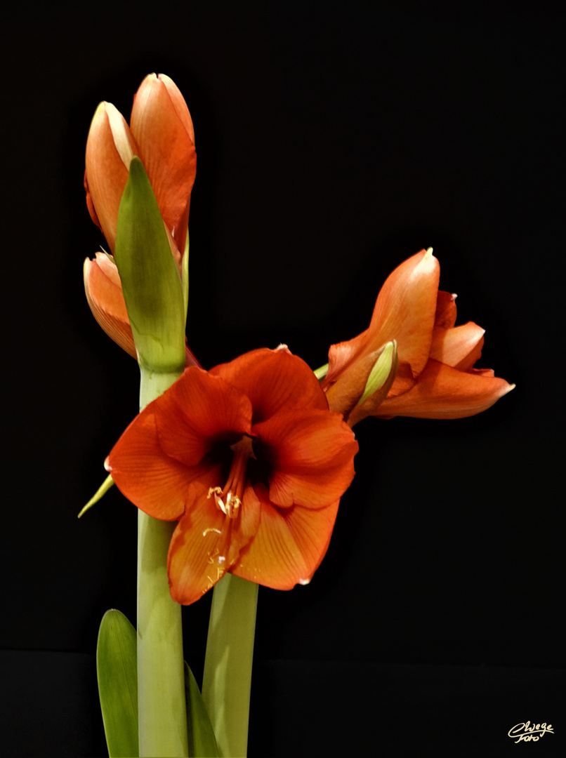 Ritterstern (Hippeastrum)