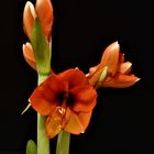 Ritterstern (Hippeastrum)