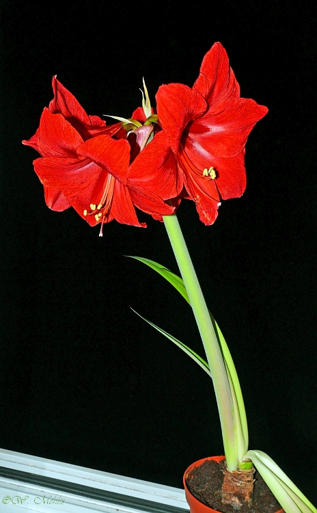 Ritterstern (Hippeastrum) 5.0