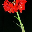 Ritterstern (Hippeastrum) 5.0