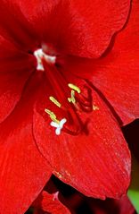 Ritterstern (Hippeastrum) 6.0