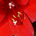 Ritterstern (Hippeastrum) 6.0