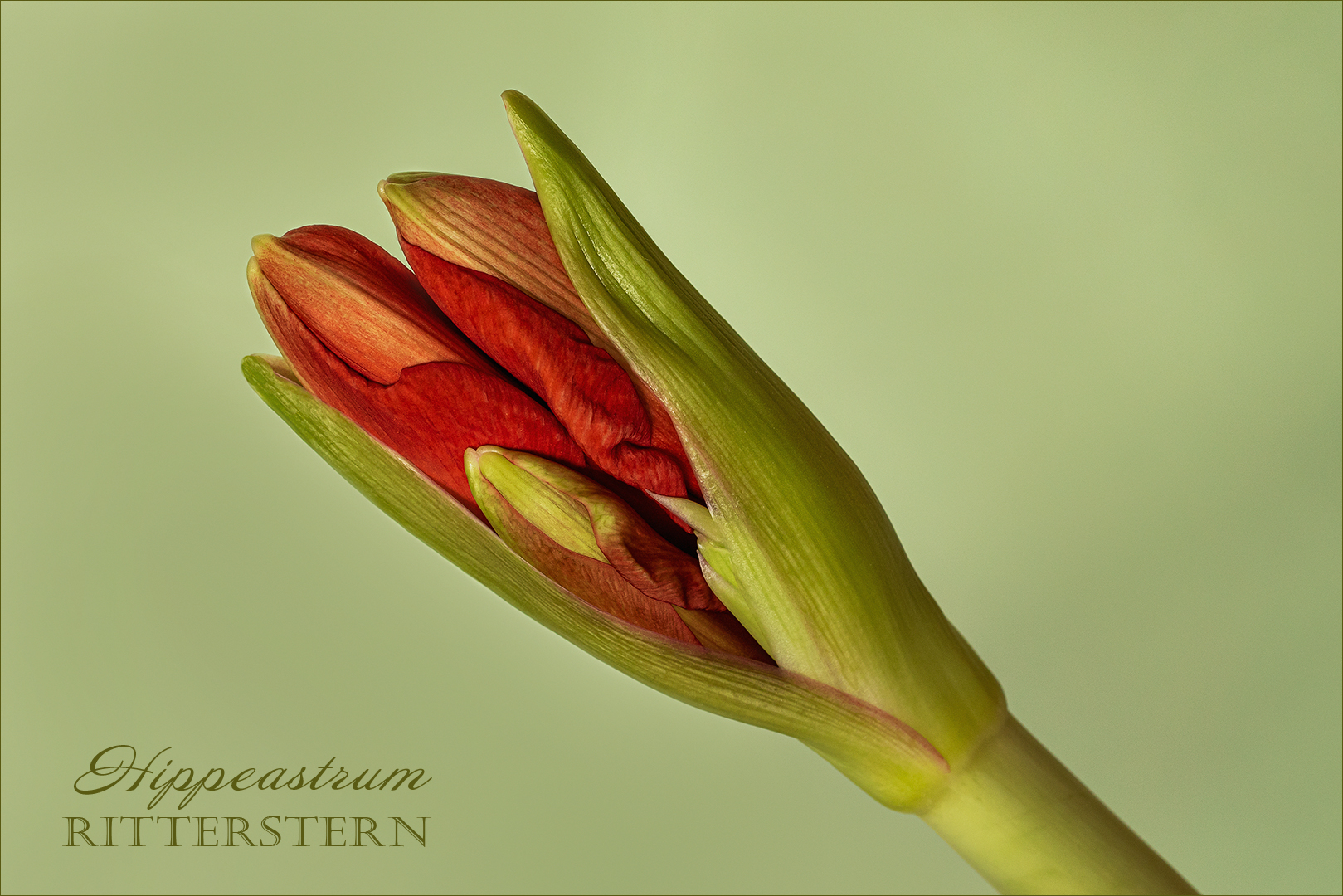 Ritterstern - Hippeastrum....