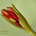 Ritterstern - Hippeastrum....