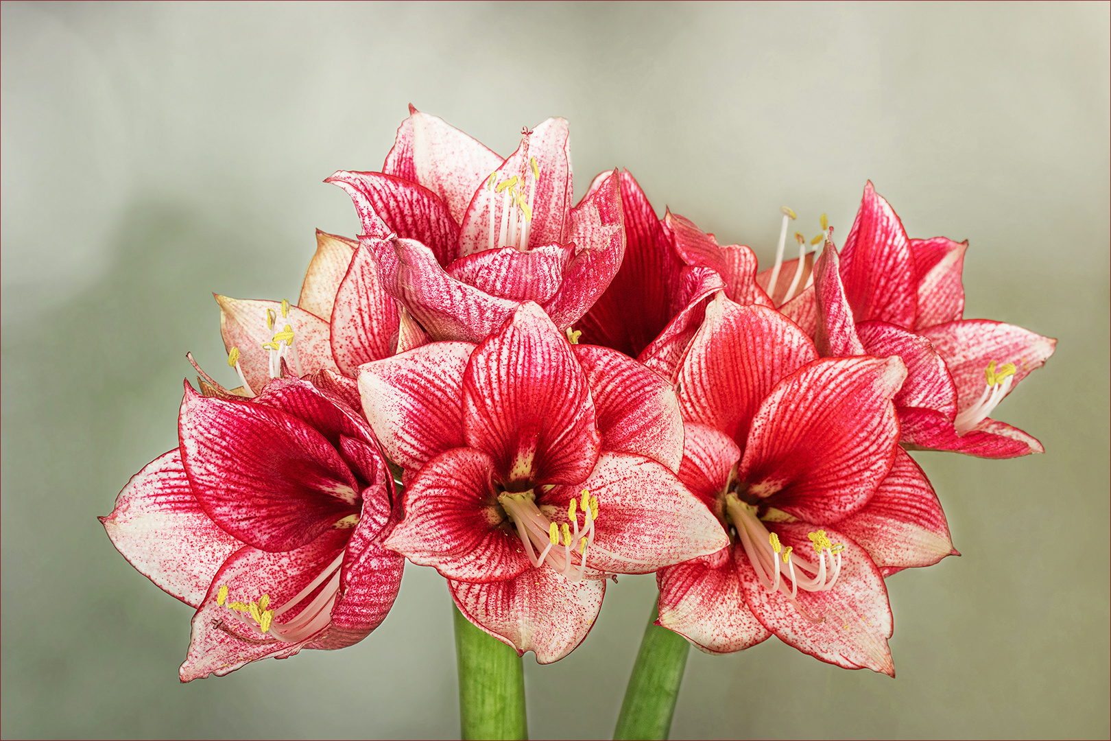 Ritterstern - Hippeastrum...