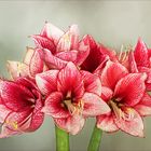 Ritterstern - Hippeastrum...