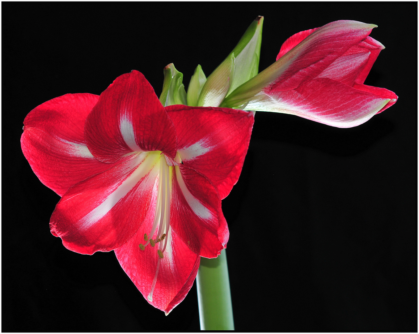 Ritterstern / Hippeastrum / Amaryllis