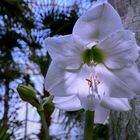 Ritterstern (Hippeastrum; aus der Familie der Amaryllisgewächse)